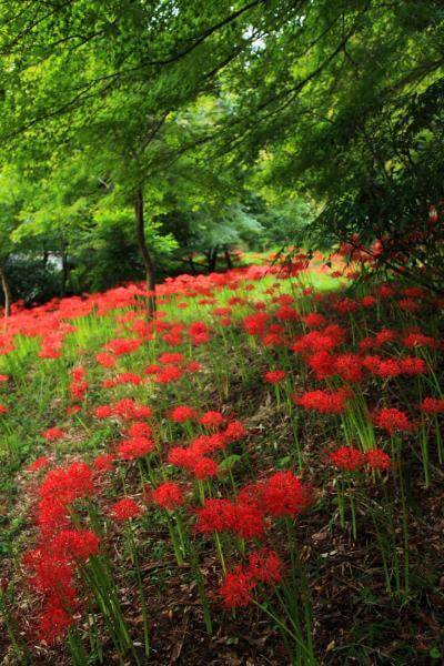 赤坂宿の彼岸花の群生