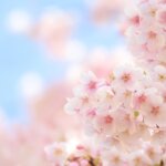 桜　春